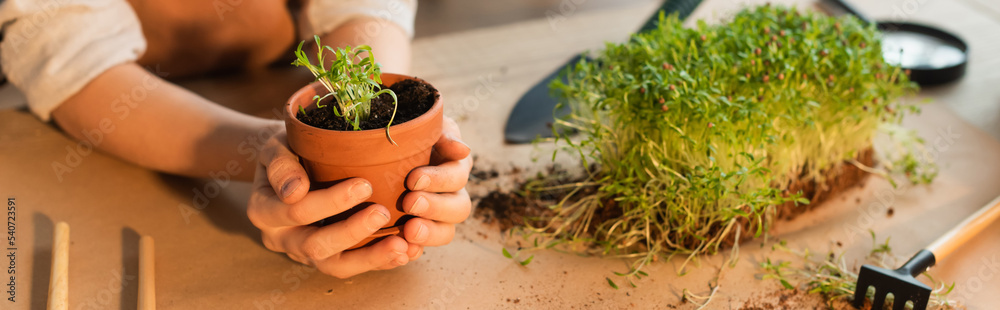 Cropped view of kid holding flowerpot with microgreen at home, banner. Cropped view of kid holding flowerpot with microgreen at home, banner.