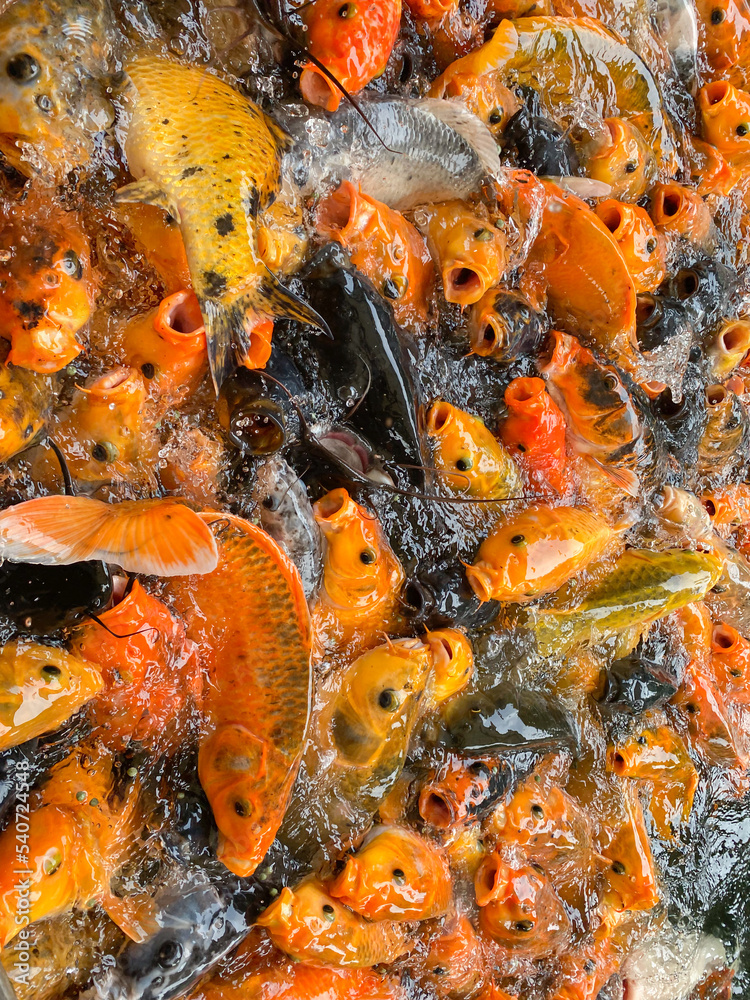 a lot of Koi Carps Fish mixed with catfish swimming the pond. over population fish a lot of Koi Carps Fish mixed with catfish swimming the pond. over population fish
