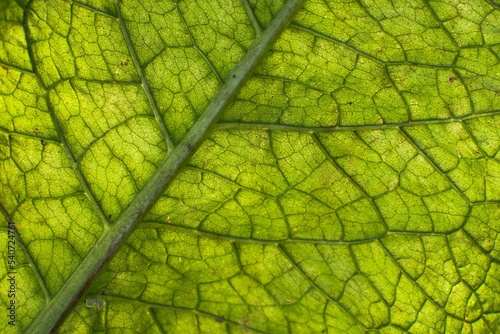 Close-up tree leaf background. Natural background.