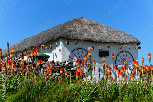 Fackellilien (Kniphofia) an einem Haus Nähe Portree, Isle of Skye, Skye, Innere Hebriden, Hebriden, Highlands, Hochland, Schottland, Großbritannien, Europa