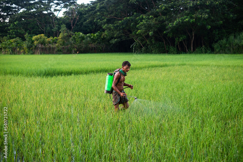 South asian farmer spraying insecticide in a green paddy field, hard working man  © Susmit