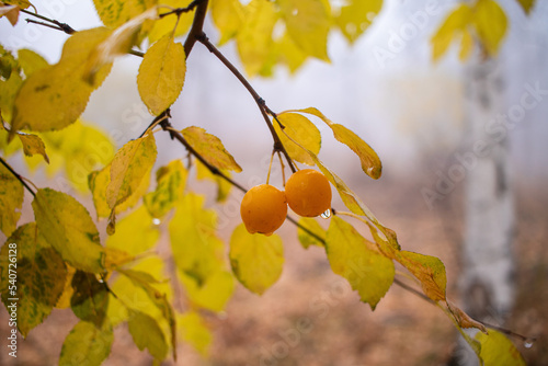 plum tree in autumn