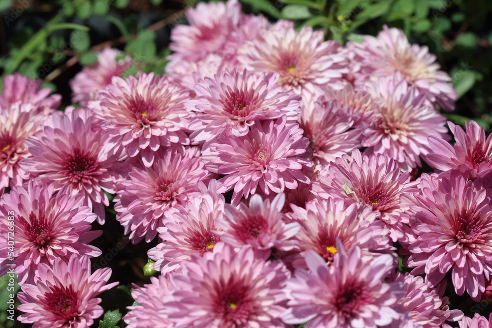 Chrysanthemums (mums or chrysanths) flowers in a garden Chrysanthemums (mums or chrysanths) flowers in a garden