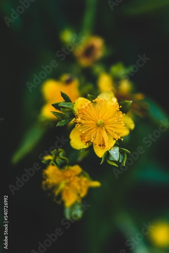 Vertical shallow focus of the yellow St. John's wort flowers photo