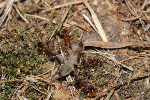 crematogaster scutellaris ant macro photo