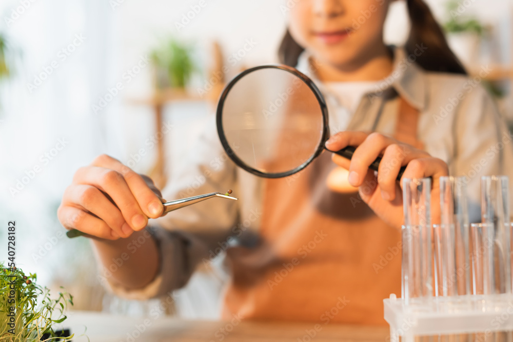 Cropped view of blurred kid holding plant seed in tweezers and magnifying glass at home.