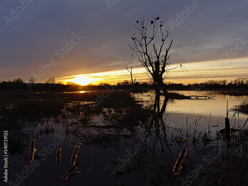 Sunset sky  over the wetlands of Bourgoyen nature reserve  Ghent