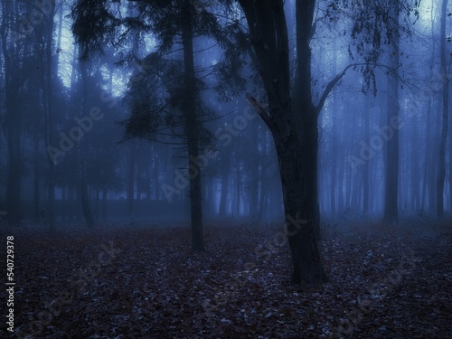 Spooky dead forest. Twilight in the woods. Dark autumn forest in blue colours. 