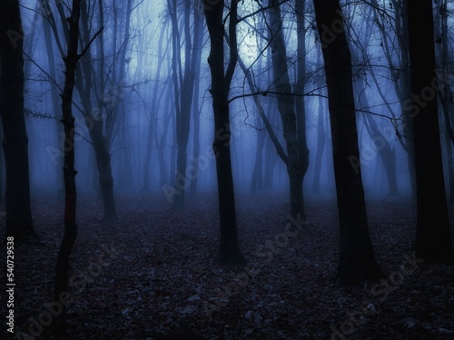 Spooky dead forest. Twilight in the woods. Dark autumn forest in blue colours. 