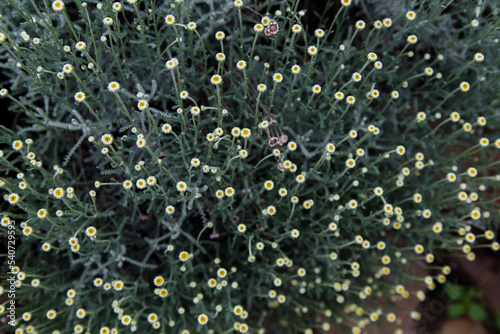 Santolina chamaecyparissus also known as Cotton lavender close up