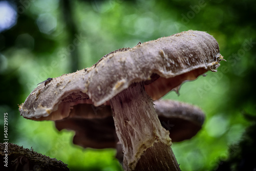 mushrooms in the forest