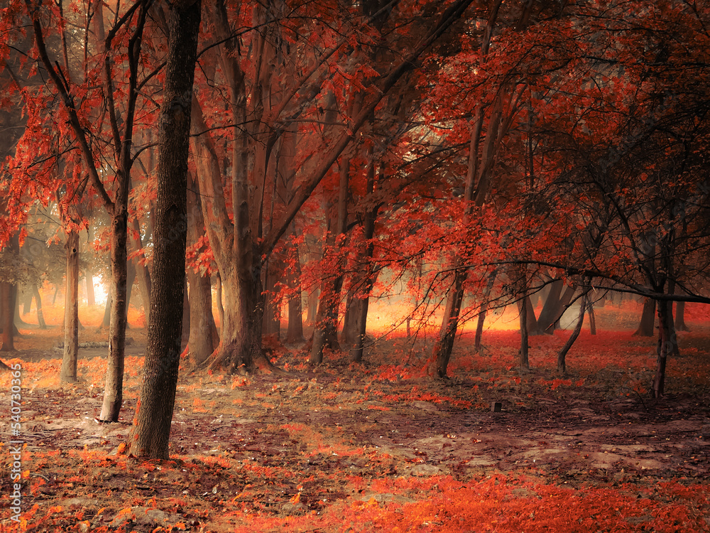 Magical autumn forest with thick fog, colourful autumn woods, orange leaves on trees.