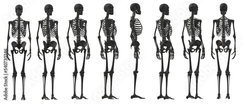 skull skeleton death, human, halloween