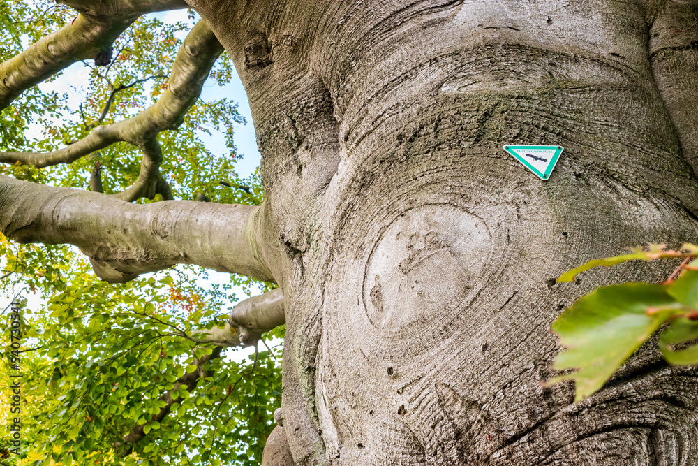 Obraz na plátně Natural monument tree with official german sign -Naturdenkmal- - Old tree in Ger