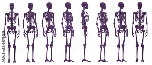 skull skeleton death, human, halloween