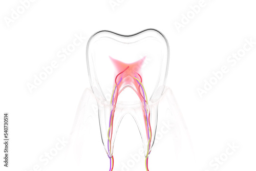 Dental teeth structure isolated white background. 3D rendering.