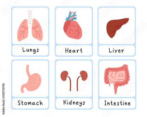 Human organs flash card for children education. Montessori material. School Curriculum.