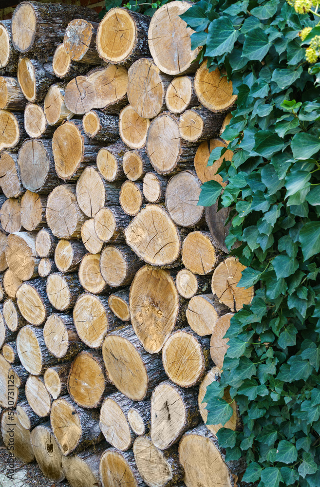 Wall of dry oak firewood with thickets of green ivy. Stacked wood pile for winter heating fireplace or stove. Yellow, gray, brown colors for background. Nature concept for design