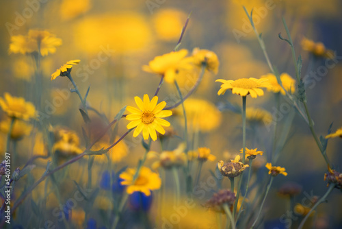 field of yellow flowers © Elninho