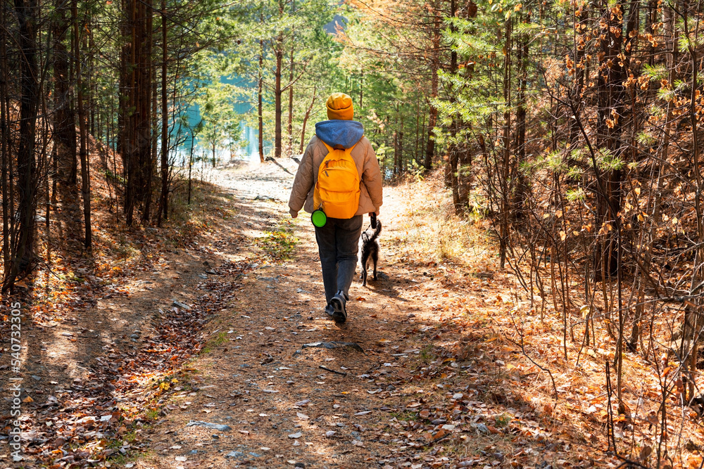 Rear view young woman with yellow backpack walking mixed breed dog with bedlington whippet through autumn forest towards lake pet adoption traveling with dog Rear view young woman with yellow backpack walking mixed breed dog with bedlington whippet through autumn forest towards lake pet adoption traveling with dog