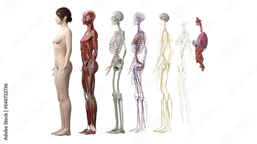 anatomy systems - obrazy, fototapety, plakaty 