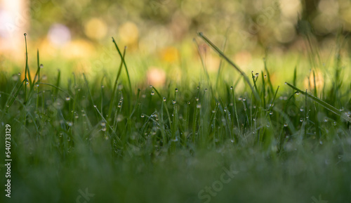 Tau im Rasen- Wassertropfen im grünen rasen