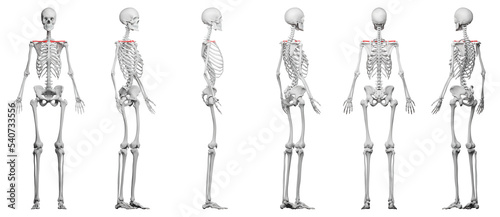 Obraz na płótnie skeletal illustration