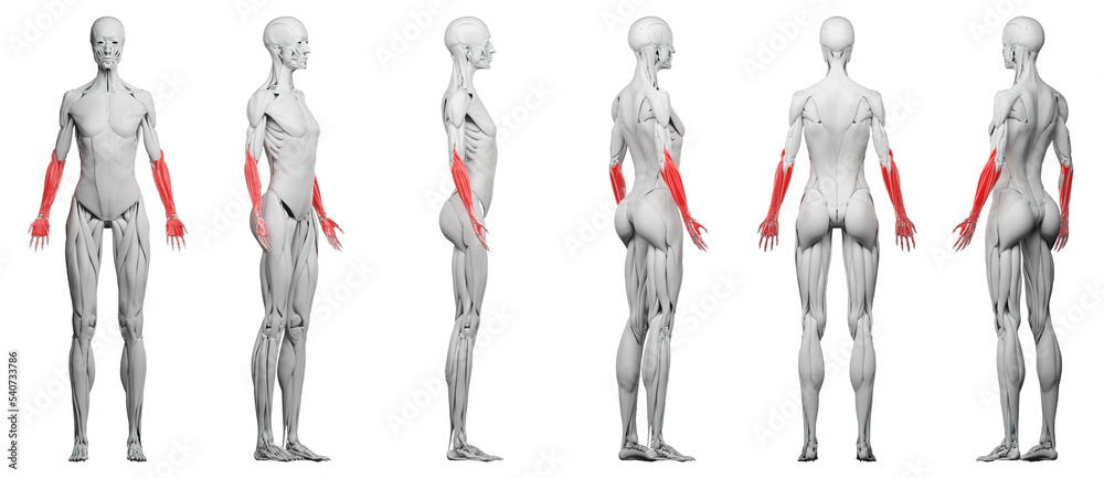 muscle illustration muscle illustration