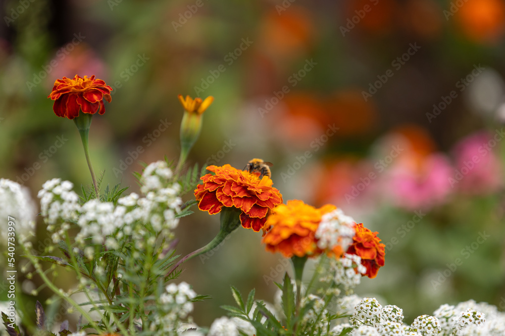 Marigold flower in the middle of field of Lobularia maritima Marigold flower in the middle of field of Lobularia maritima
