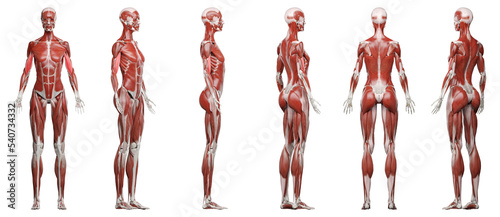 muscle illustration