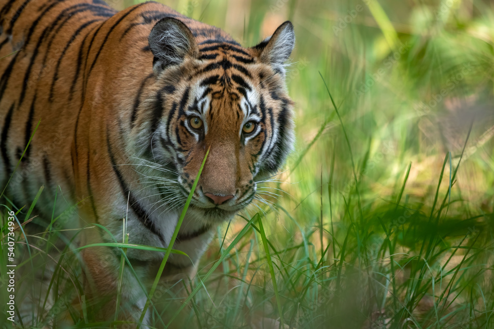 Fototapeta premium A young tigress walks through the grassland at Dudhwa National Park, Uttar Pradesh, India