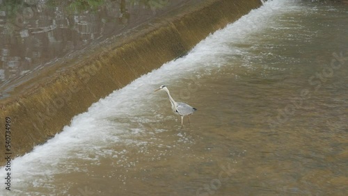 Gray Heron in Miljacka River, Isolated, Water Flowing, Sarajevo, Bosnia photo