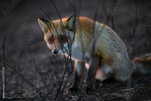 Close-up. A wild red fox stands in an autumn field. The chanterelle hunts mice in the field.