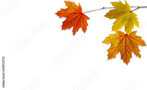 Falling Autumn Maple Leaves Natural white Background