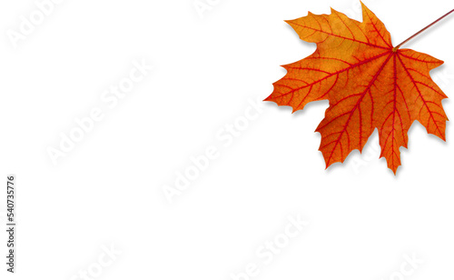 Falling Autumn Maple Leaves Natural white Background