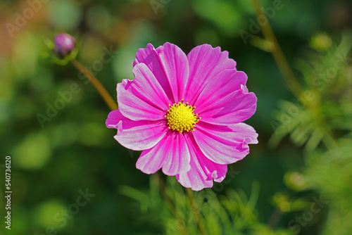 Cosmea jewelry basket with pink flower