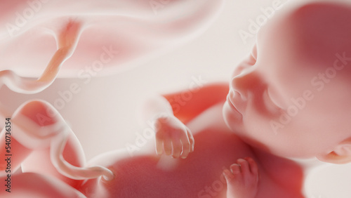 Photo human fetus