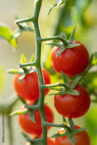 Ripe appetizing cherry tomatoes hanging from green twig at time fruit ripening in greenhouse or farm close-up. Delicious natural vegetables grown under supervision of farmers and agricultural workers