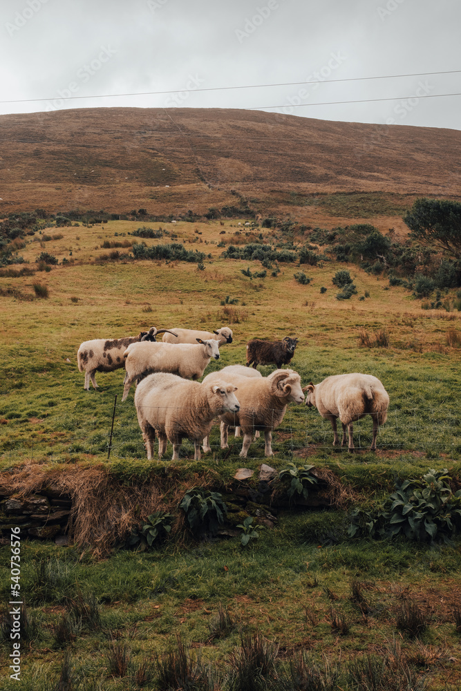 Sheep in the mountain in Ireland