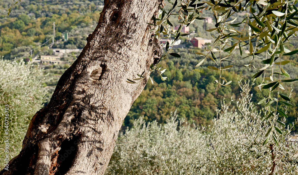 An old secular olive tree in a terraced land in the Italian region of Liguria in the east