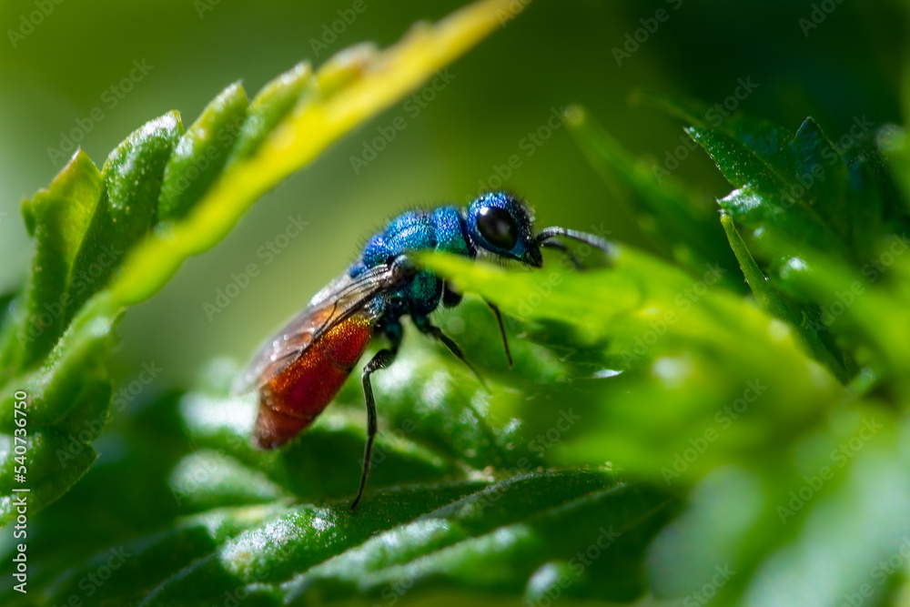 Goldwespe (Hedychrum nobile)
Cuckoo wasp Goldwespe (Hedychrum nobile)
Cuckoo wasp
