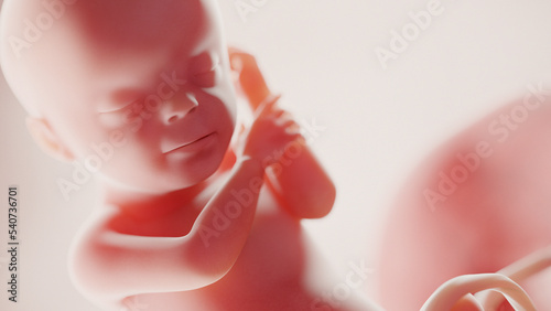 Obraz na płótnie human fetus