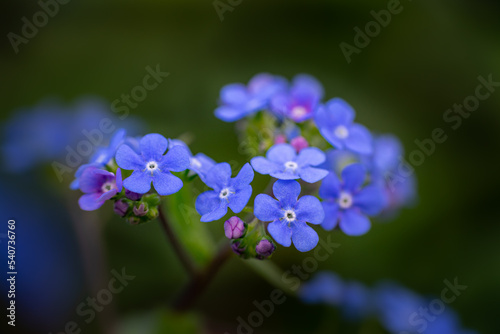 Wallpaper Mural Vergissmeinnicht Torontodigital.ca