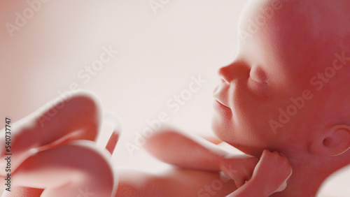 фотографія human fetus