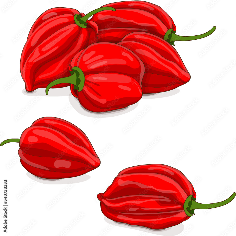 Group of red habanero chili peppers. Capsicum chinense. Hot chili pepper. Fresh organic vegetables. Cartoon style. Vector illustration isolated on white background. - obrazy, fototapety, plakaty 