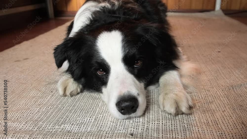 Cute puppy dog with funny face border collie lying down on floor at home indoors. Pet dog resting ready to sleep. Pet care and animals concept. Funny emotional dog Cute puppy dog with funny face border collie lying down on floor at home indoors. Pet dog resting ready to sleep. Pet care and animals concept. Funny emotional dog