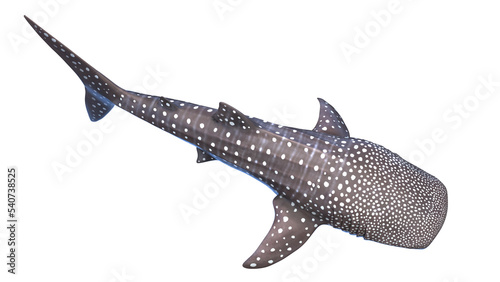 whale shark