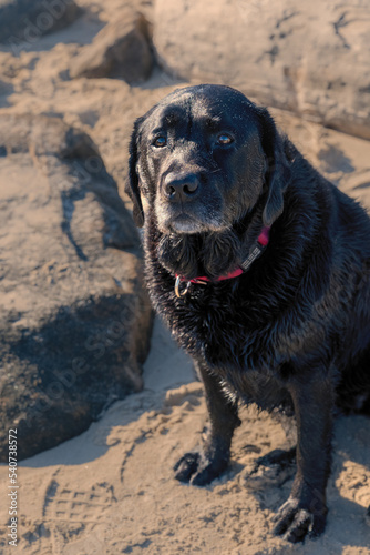 A photograph of dogs playing on the beach and in the ocean photo