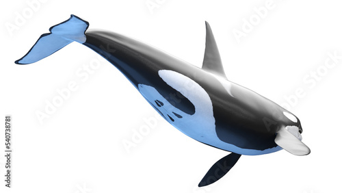 Foto killer whale