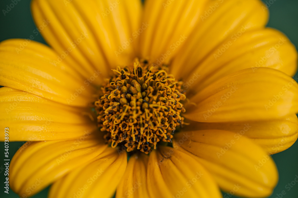 Flower of yellow chamomile growing in the garden, macro shot. Flower of yellow chamomile growing in the garden, macro shot.